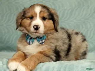 Australian Shepherd dogs for sale: Jett - Ad 4