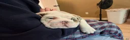 English Bulldog dogs for sale: English Bulldog 1 - Ad 4