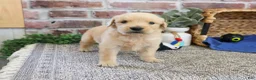 Golden Retriever dogs for sale: Georgie - Ad 3