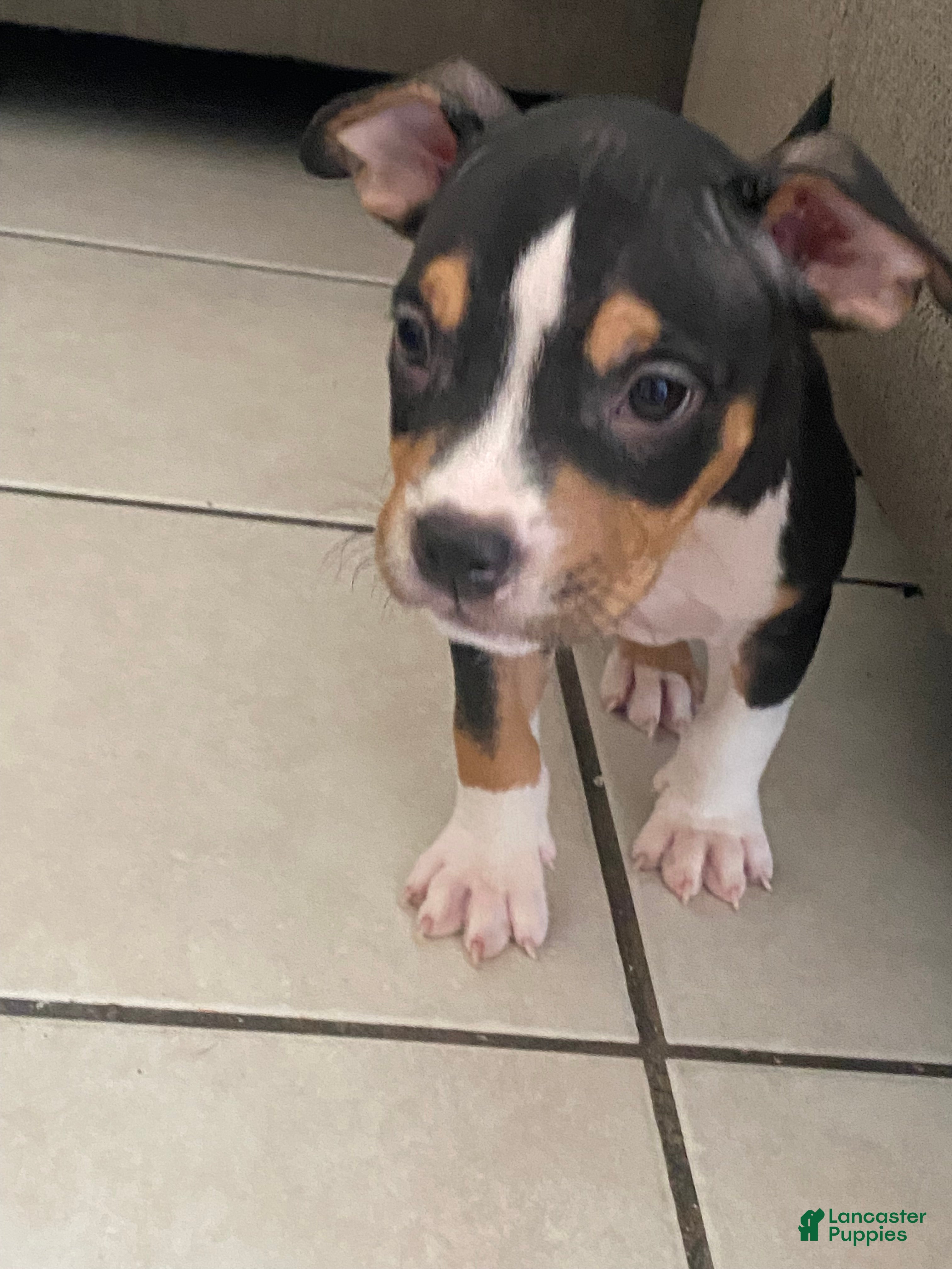 American Bully dogs American Bully 2 - Ad 7