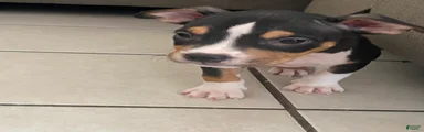 American Bully 2
