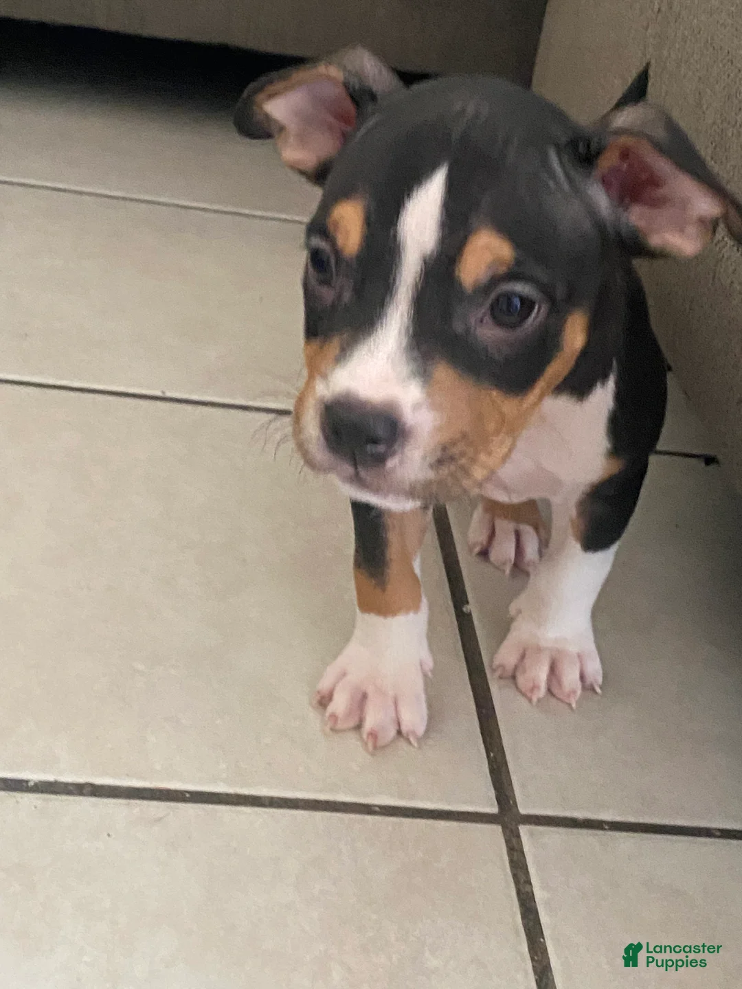 American Bully dogs for sale: American Bully 2 - Ad 1