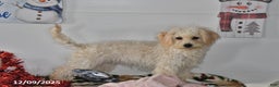Bichpoo dogs for sale: Cinderella - Ad 3
