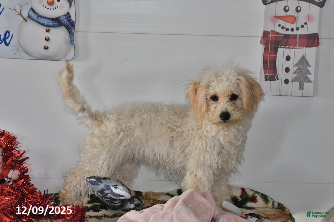 Bichpoo dogs for sale: Cinderella - Ad 3