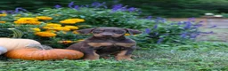 Doberman Pinscher dogs for sale: FIONA - Ad 2