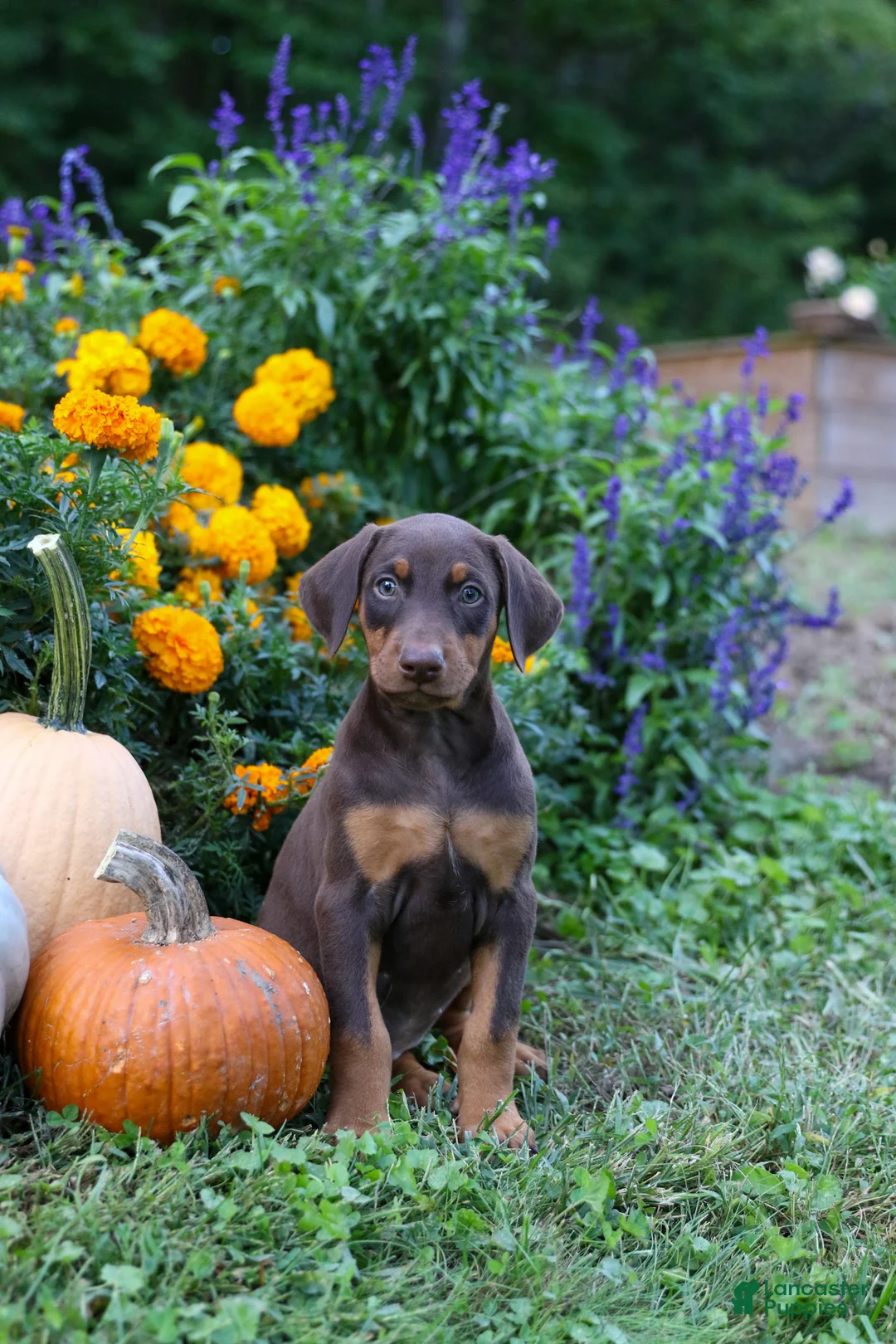 Doberman Pinscher dogs for sale: FIONA - Ad 2