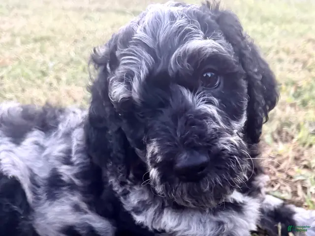 Goldendoodle dogs for sale: Rascal - Ad 17