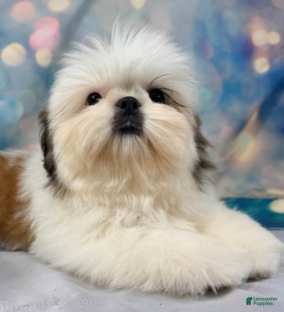 Shih Tzu dogs for sale: Boy 2 - Ad 1