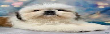 Boy 2