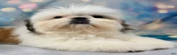 Shih Tzu dogs for sale: Boy 2 - Ad 1