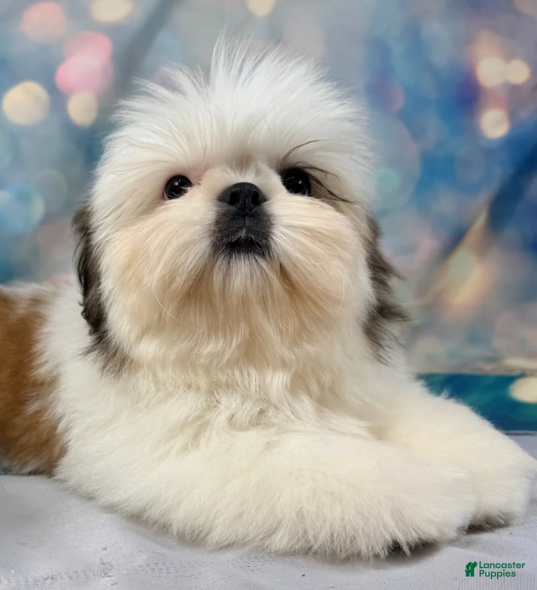 Shih Tzu dogs for sale: Boy 2 - Ad 1