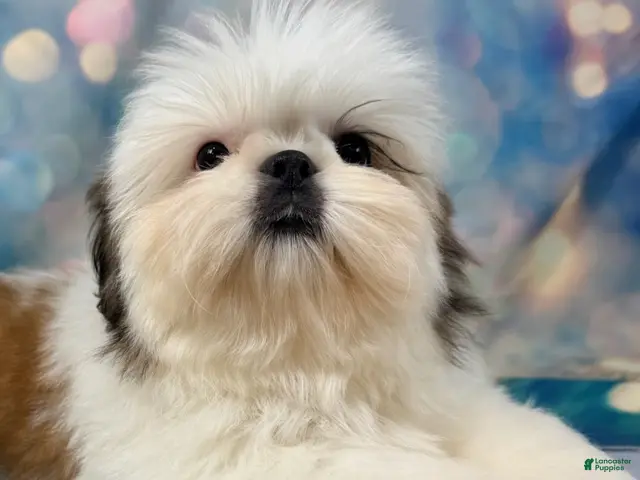 Shih Tzu dogs for sale: Boy 2 - Ad 1