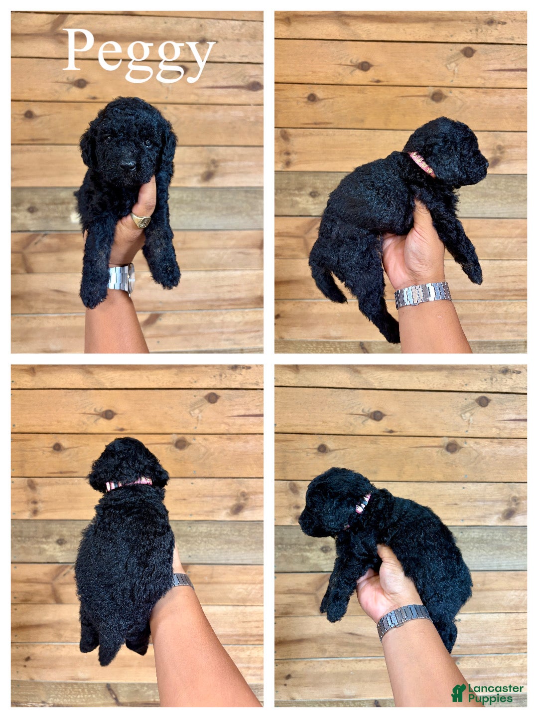 Mini Goldendoodle dogs Peggy- Micro mini - Ad 1