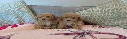 Toy Poodle dogs for sale: Elliot - Ad 2