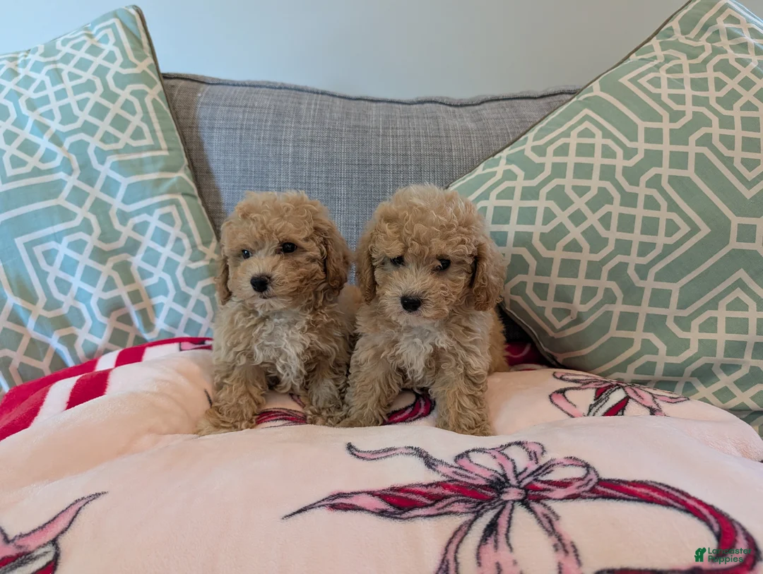 Toy Poodle dogs for sale: Elliot - Ad 2