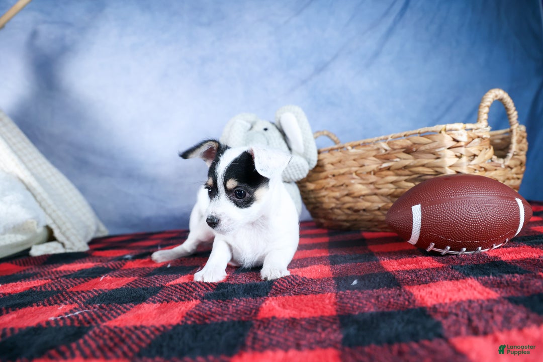 Chipoo dogs for sale: Kisses - Ad 16