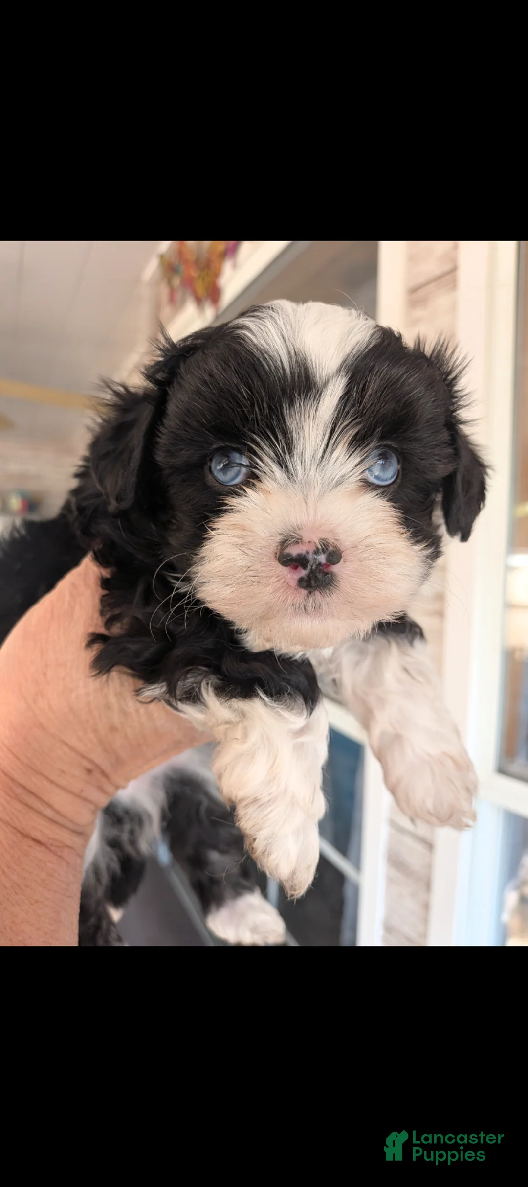Mixed Breed dogs for sale: Mixed Breed Puppy 1 - Ad 2