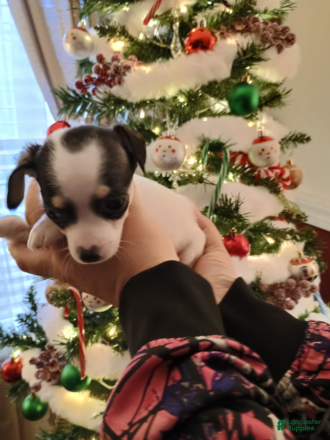 Chihuahua dogs for sale: Coal t-cup  - Ad 6