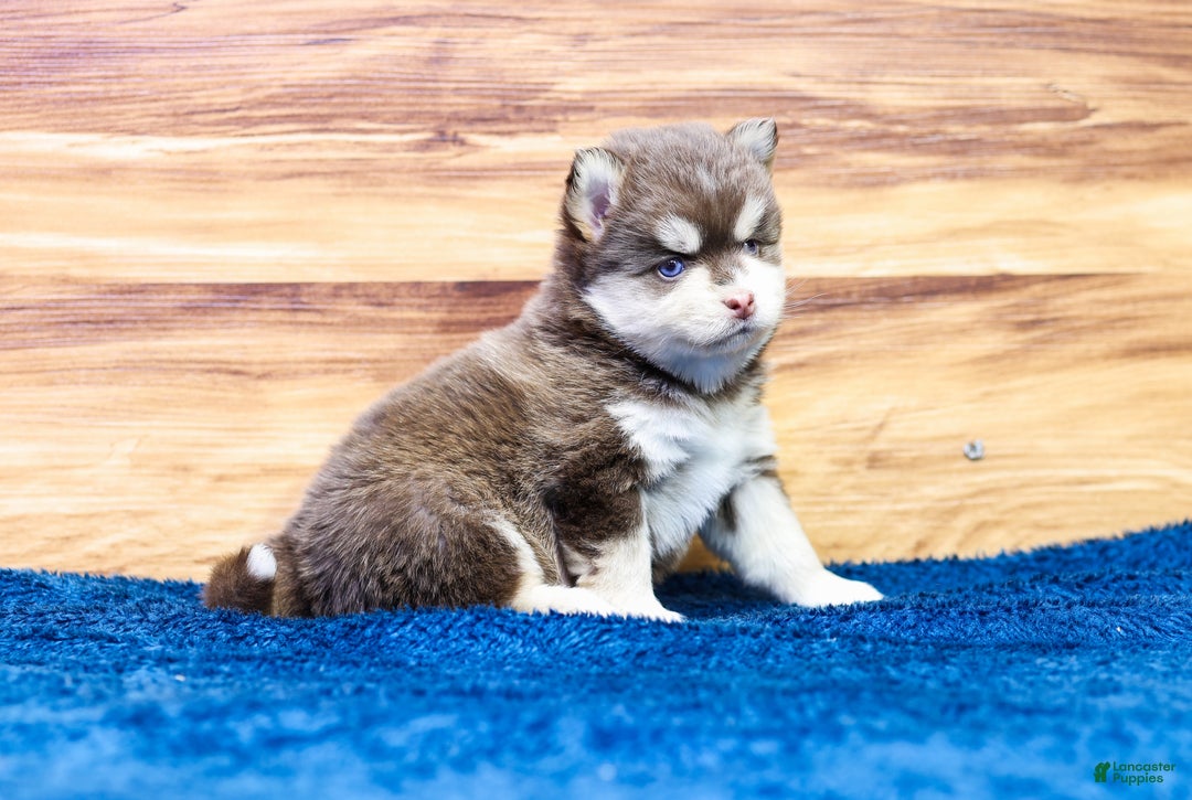Pomsky dogs for sale: Cinnamon - Ad 5