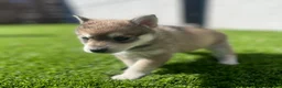 Alaskan Klee Kai dogs for sale: Rhaena - Ad 11