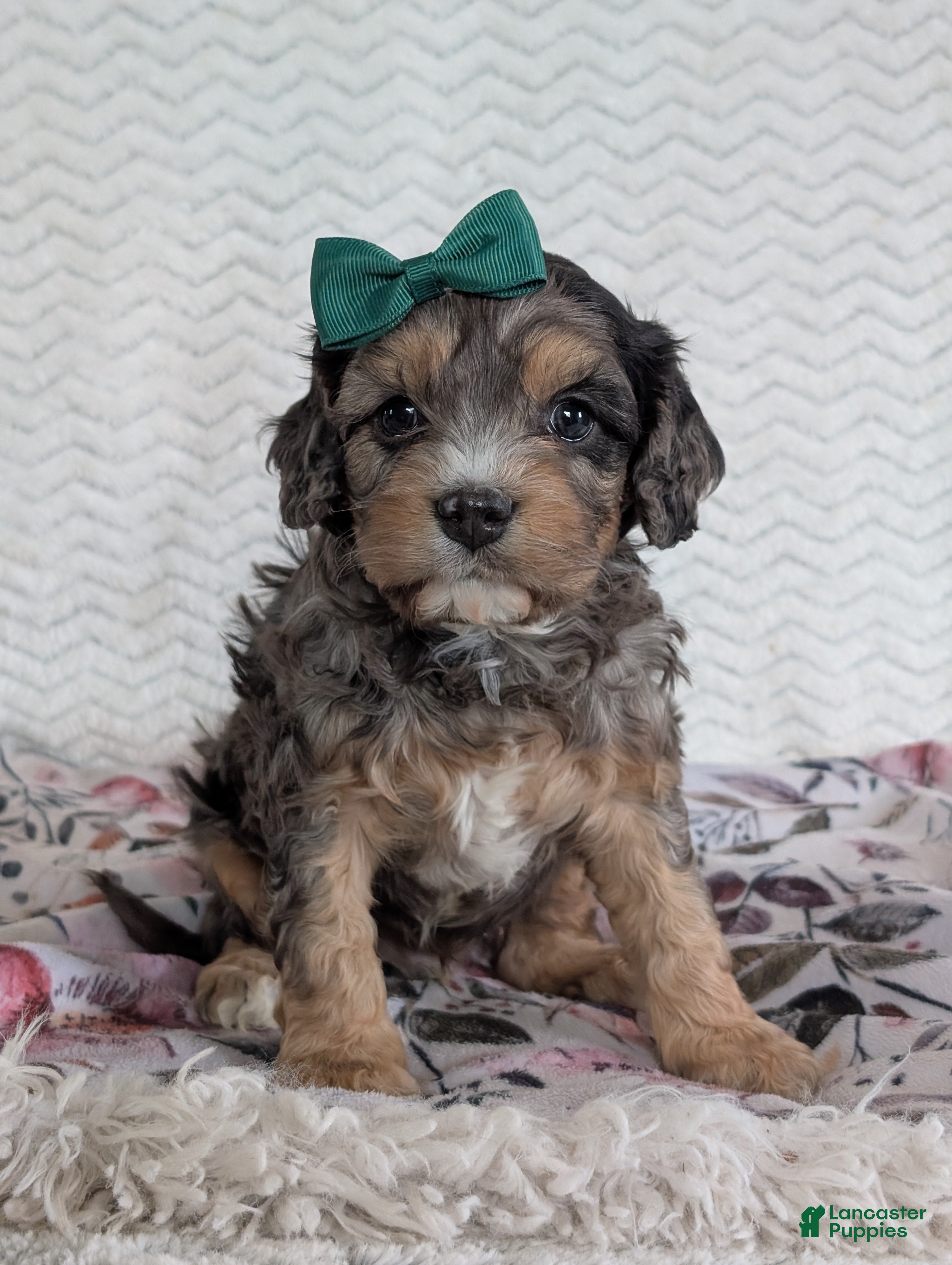 Cavapoo dogs Zeke - Ad 18