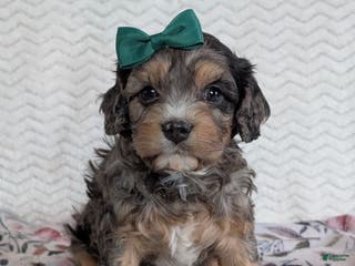 Cavapoo dogs Zeke - Ad 2