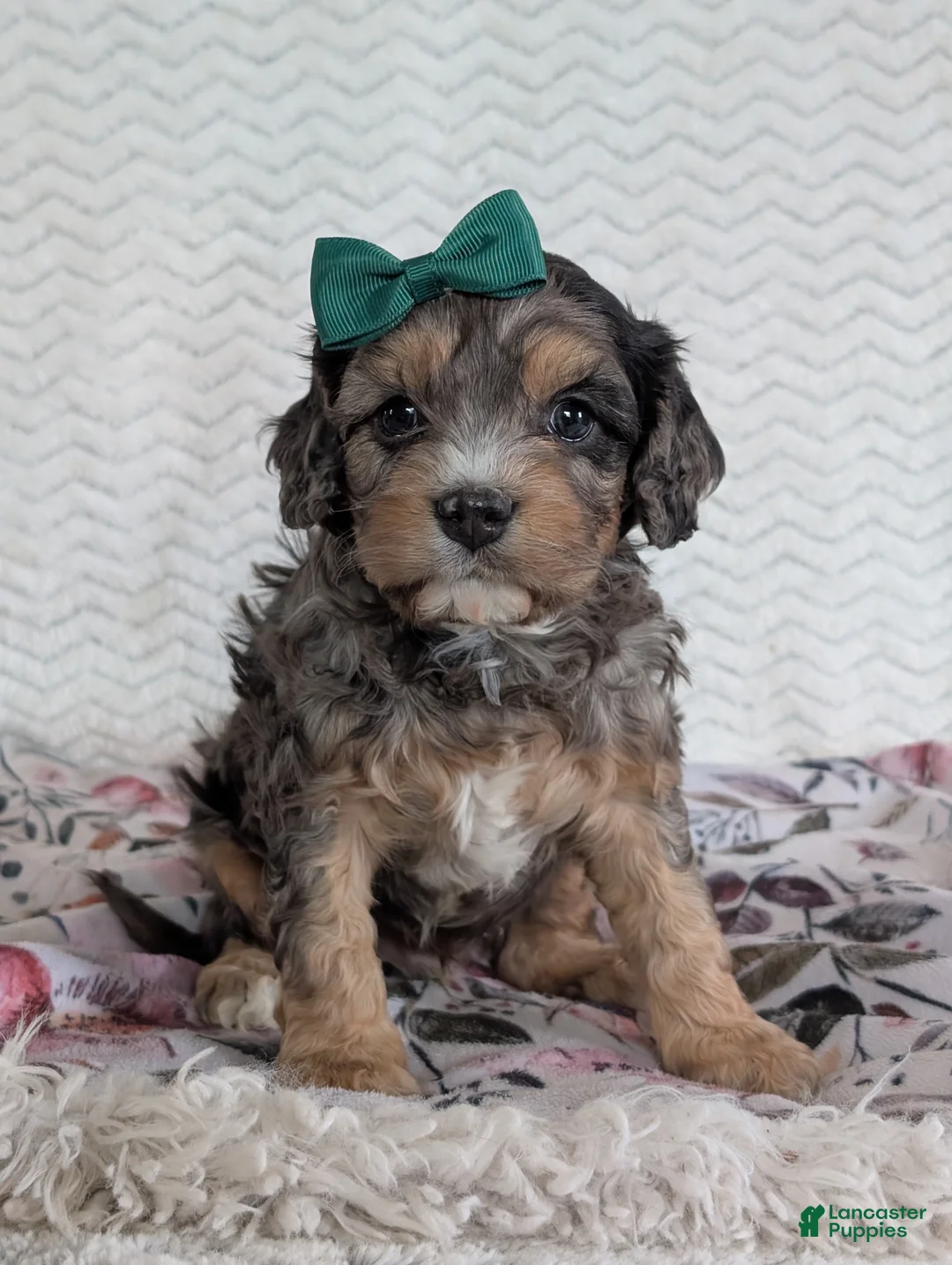 Cavapoo dogs for sale: Zeke - Ad 1