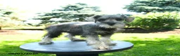 Miniature Schnauzer dogs for sale: Lulu - Ad 3