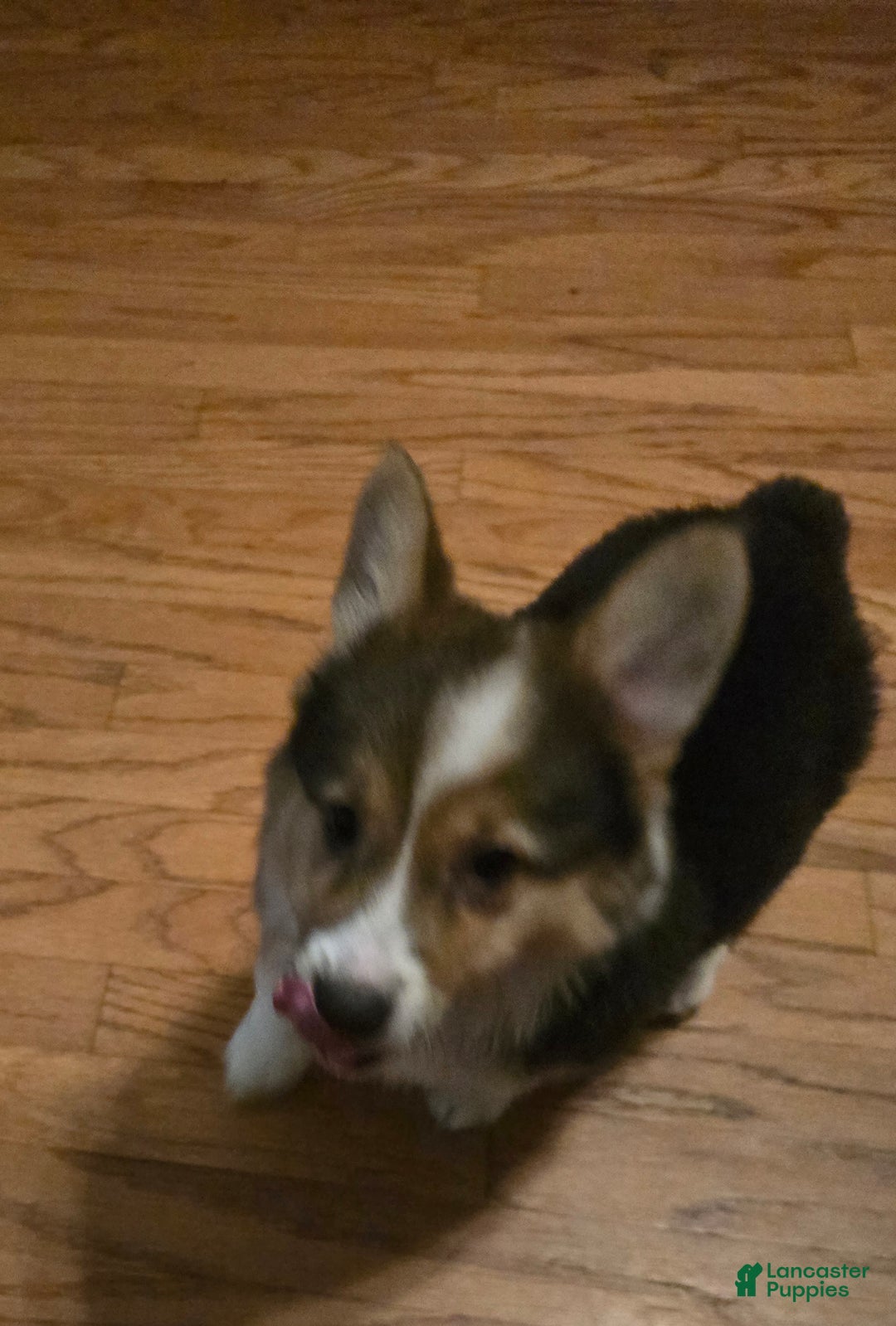 Welsh Corgi Pembroke dogs for sale: Welsh Corgi Pembroke Puppy 3 - Ad 3