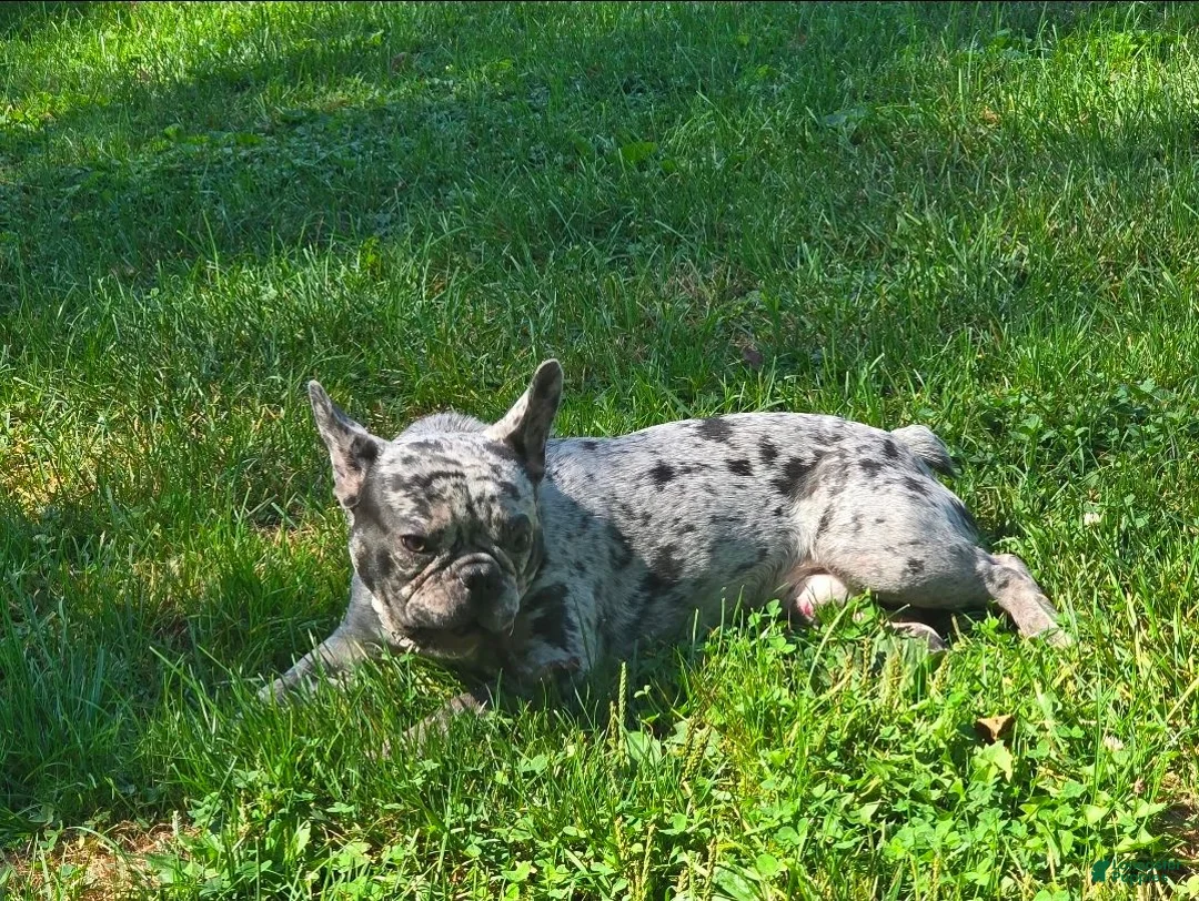 French Bulldog dogs for sale: French Bulldog 1 - Ad 2
