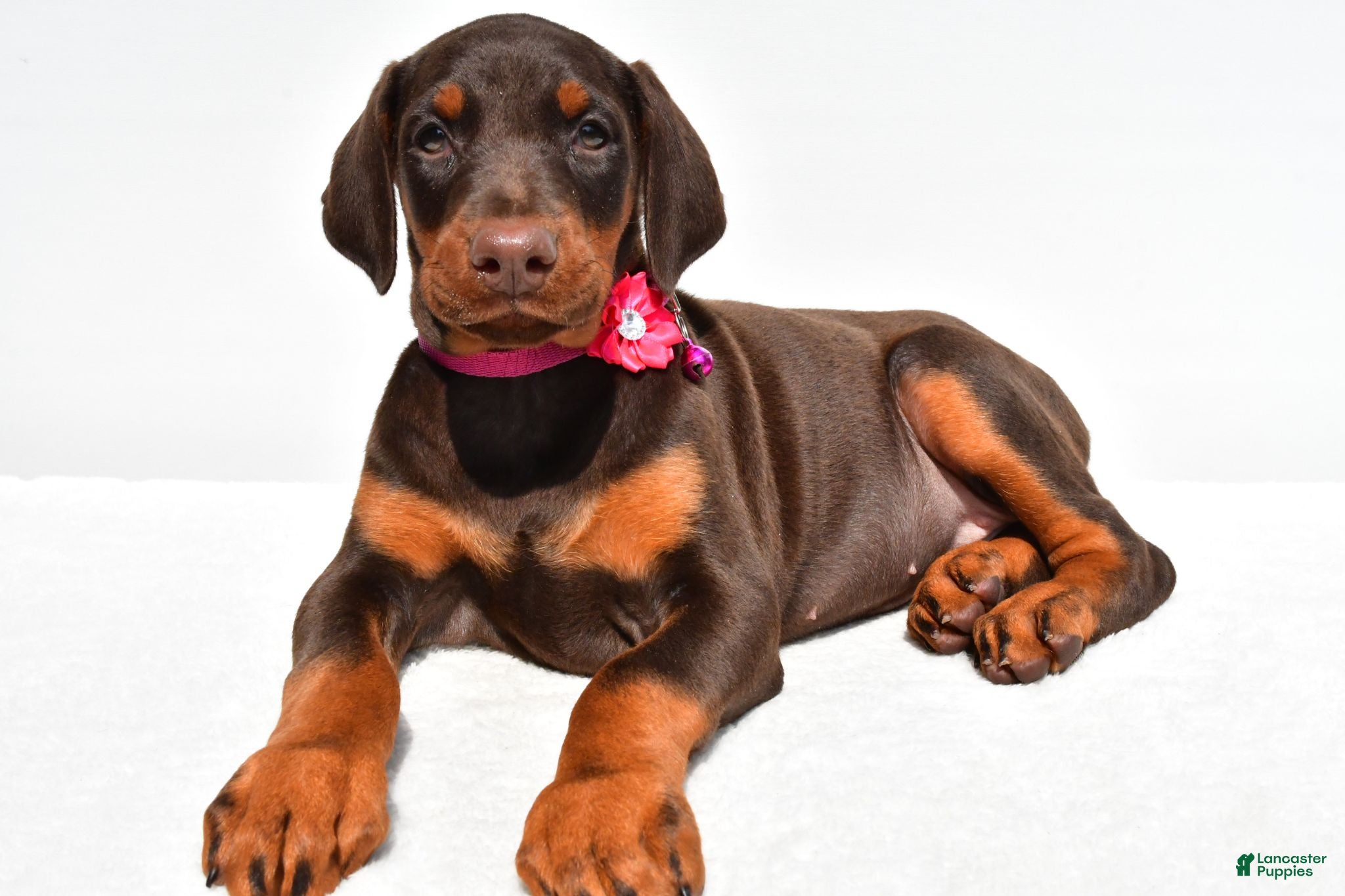 Doberman Pinscher dogs Heidi - Ad 2