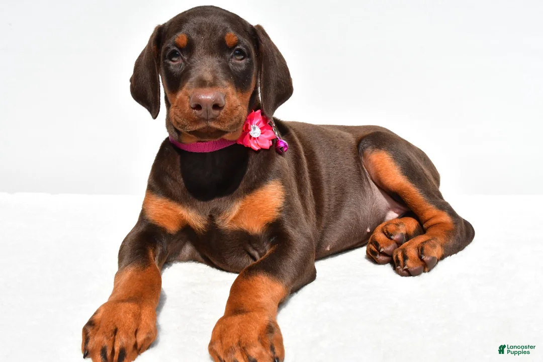 Doberman Pinscher dogs for sale: Heidi - Ad 2