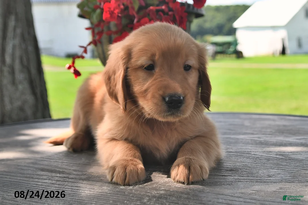 Golden Retriever dogs for sale: Teddy - Ad 1