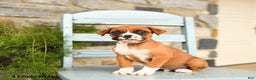 Boxer dogs for sale: Leo - Ad 5
