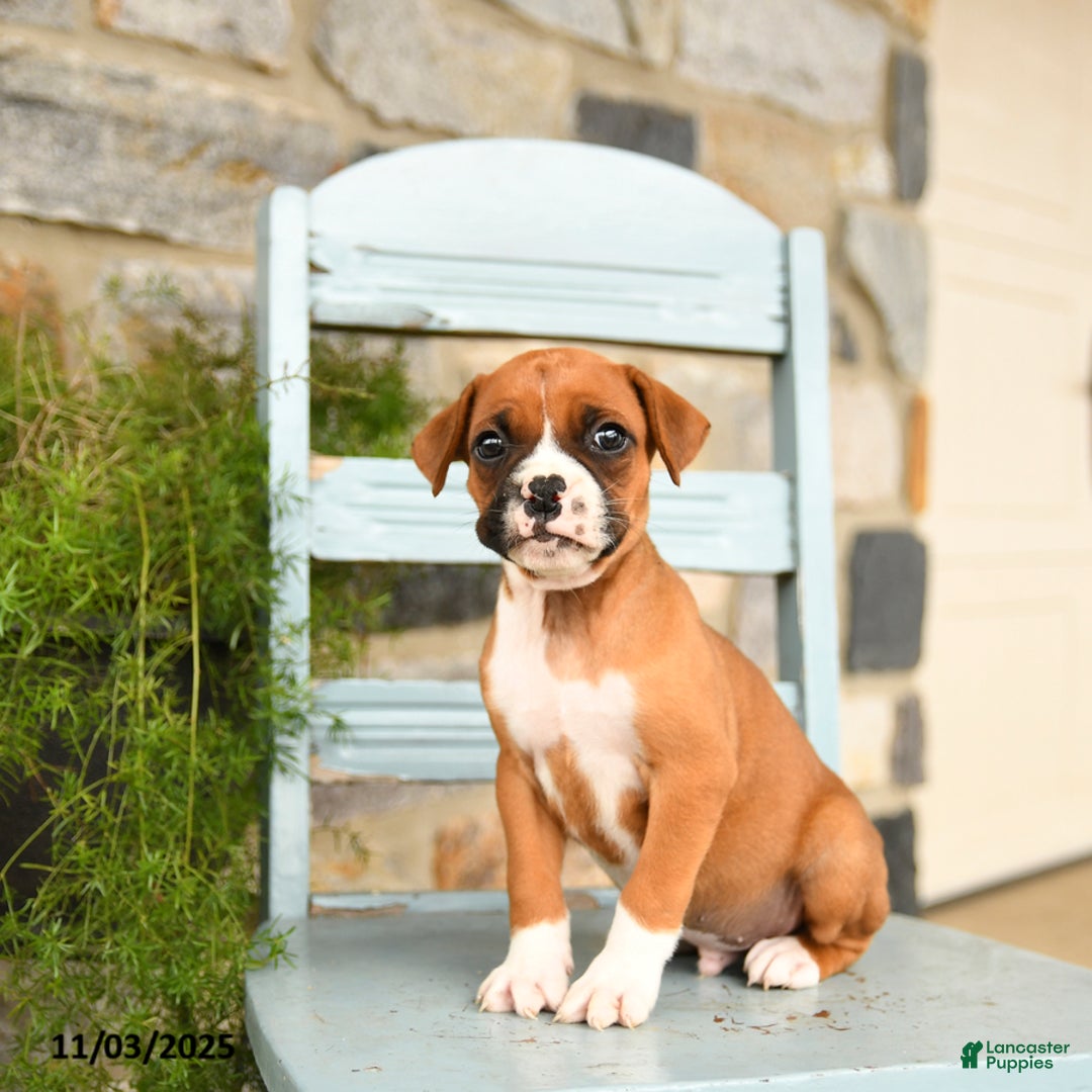 Boxer dogs for sale: Leo - Ad 5