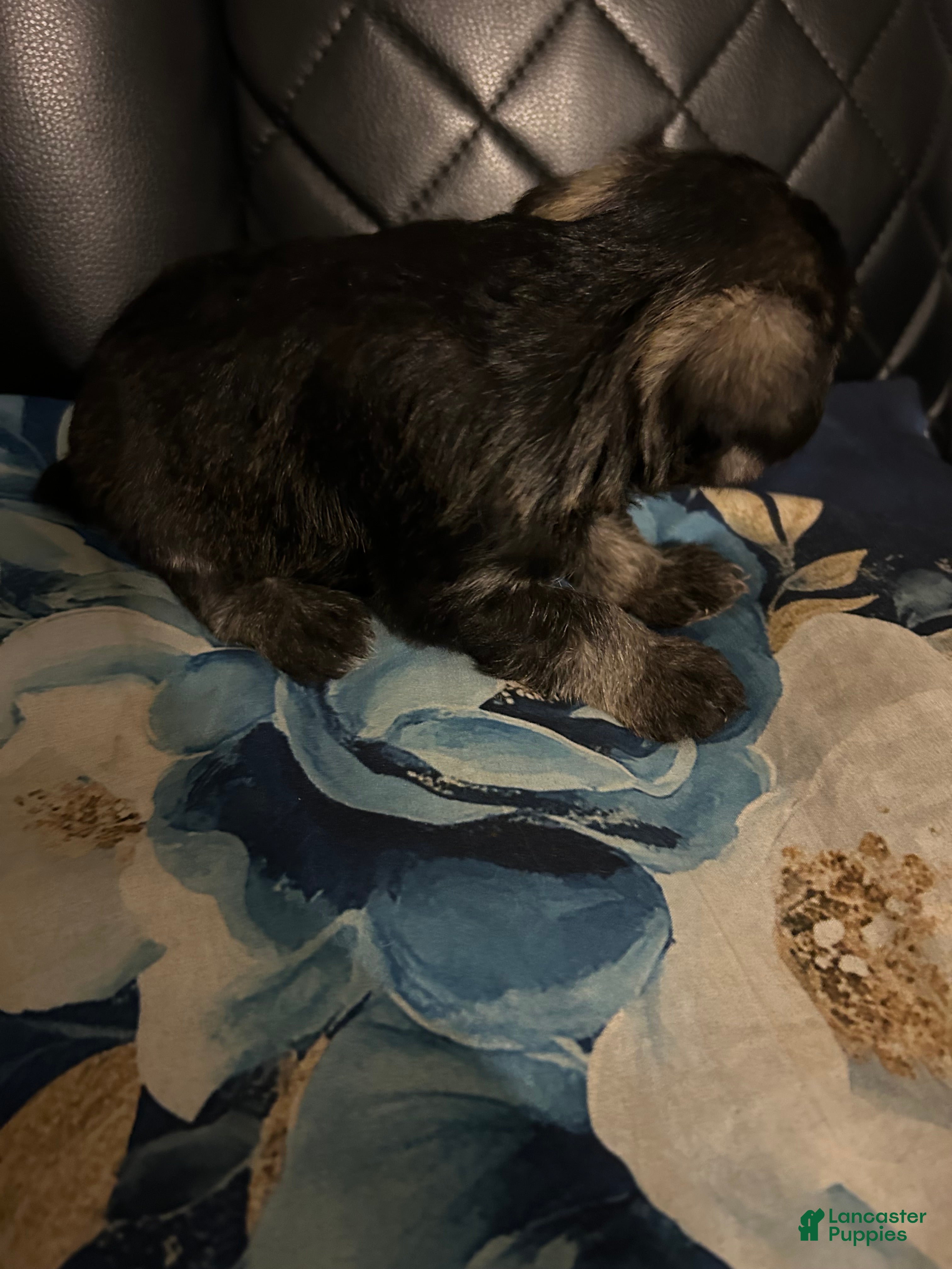 Miniature Schnauzer dogs Miniature Schnauzer 4 - Ad 31