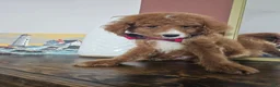 Mini Goldendoodle dogs for sale: Scout – Petite Mini Goldendoodle – Special $895 - Ad 7