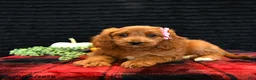 Cavapoo dogs for sale: Orie - Ad 4