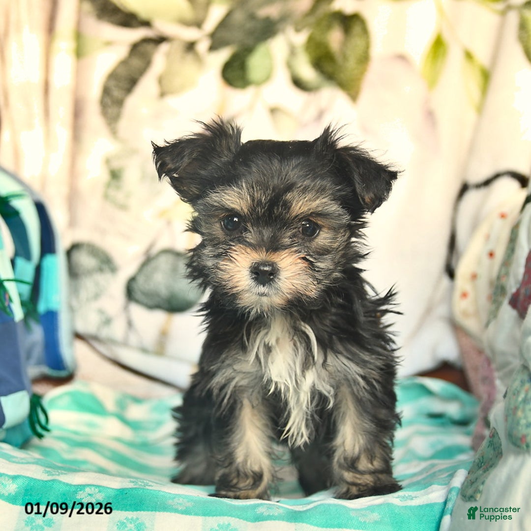 Morkie dogs for sale: Martha  - Ad 3