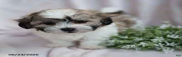 Teddy Bear dogs for sale: Easton - Ad 6