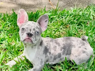 French Bulldog dogs for sale: Cali - Ad 2
