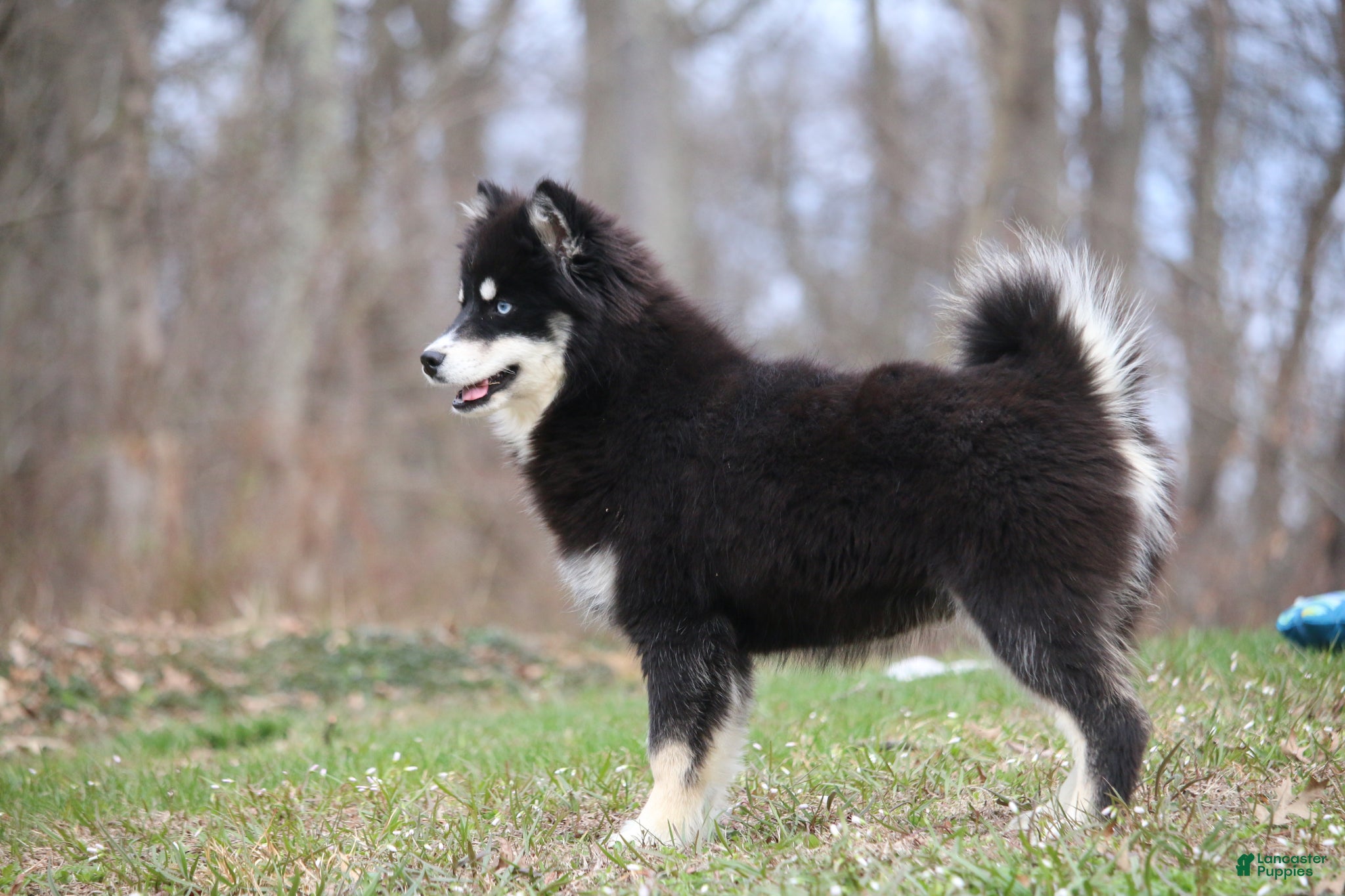 Pomsky dogs Hope - Ad 1