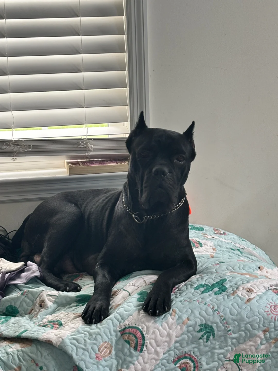 Cane Corso dogs for sale: Cane Corso Puppy 1 - Ad 4