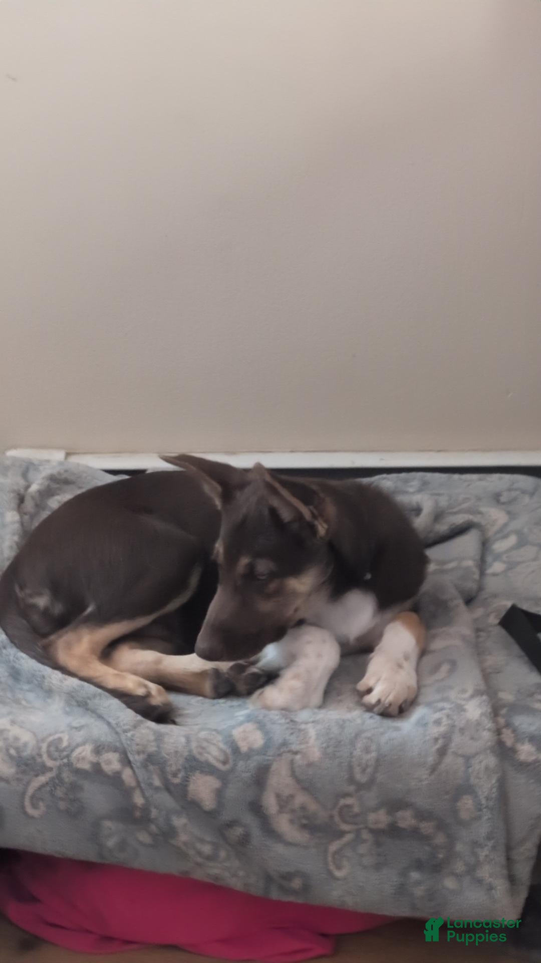 Mixed Breed dogs Jasper - Ad 21