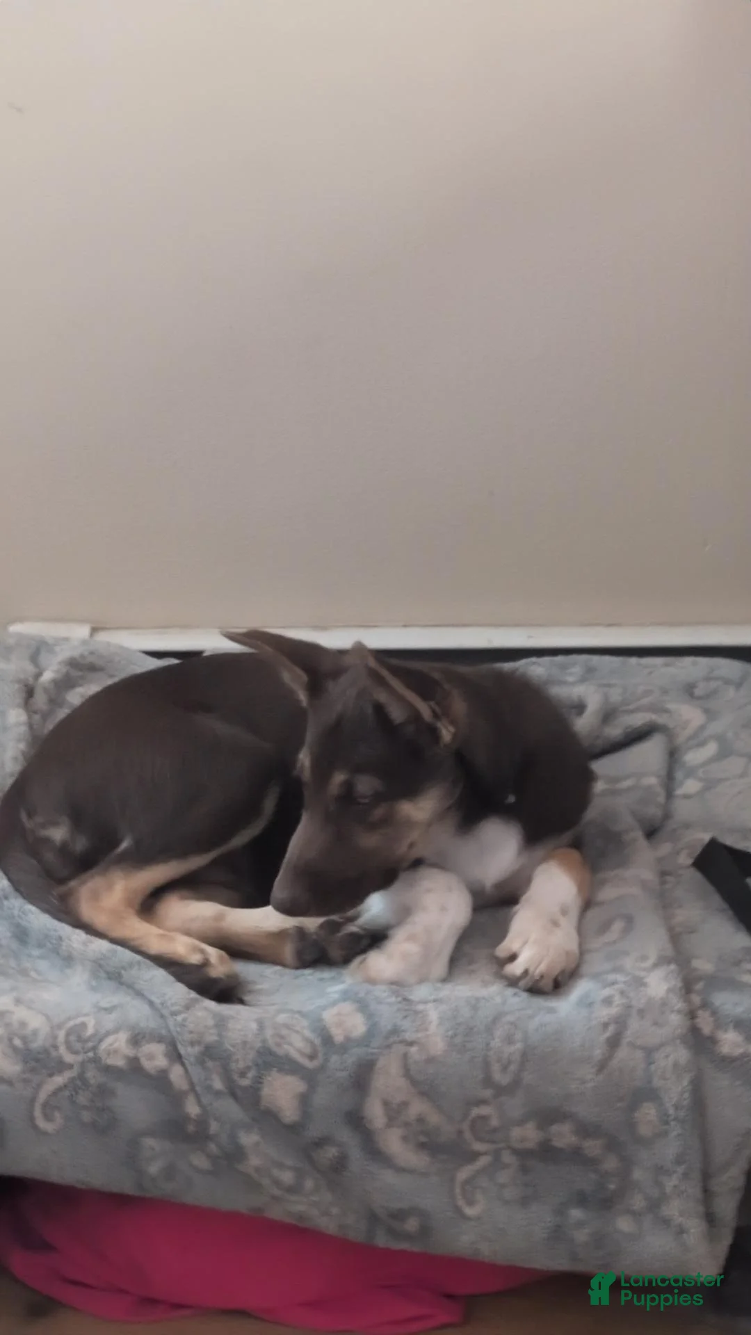 Mixed Breed dogs for sale: Jasper - Ad 1
