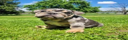 English Bulldog dogs for sale: Diesel - Ad 3