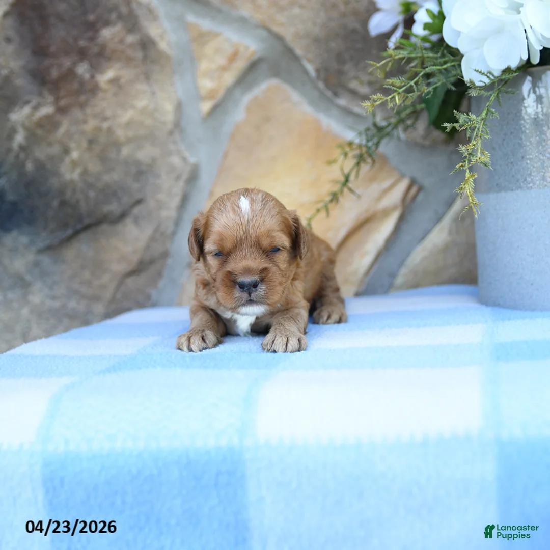 Cavapoo dogs for sale: Stormy - Ad 2