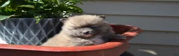 Pomeranian dogs for sale: Western - Ad 5