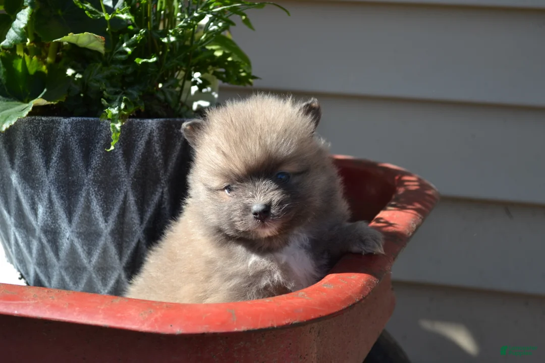 Pomeranian dogs for sale: Western - Ad 5