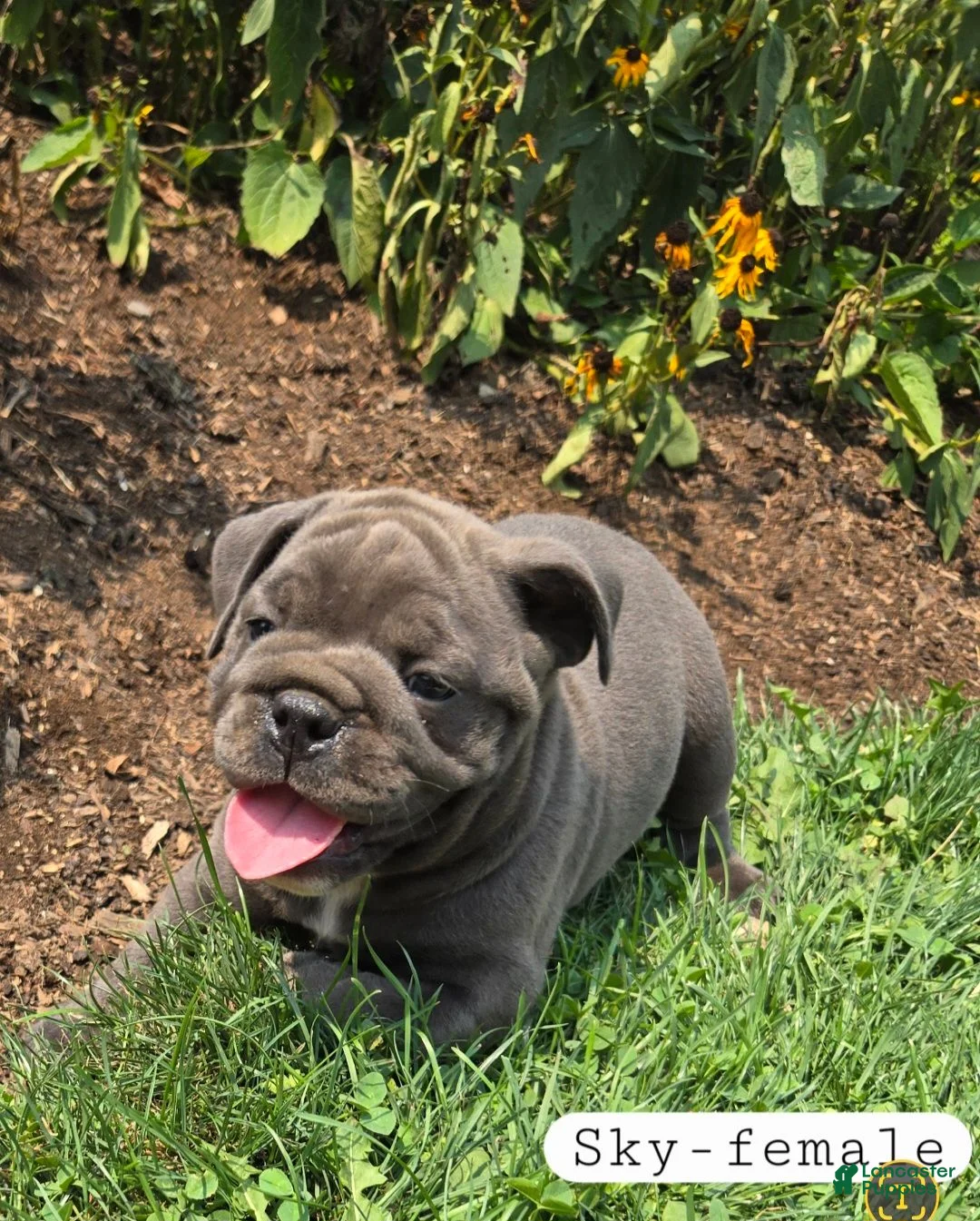 Olde English Bulldogge dogs for sale: Sky - Ad 2